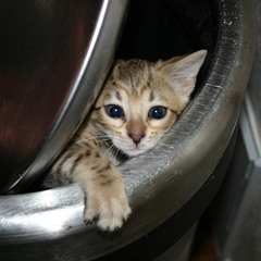 QUADRATIC "garbage cats" unmastered