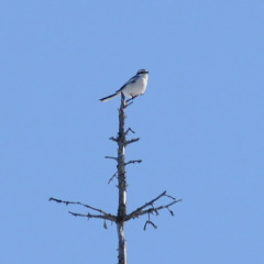 Great grey shrike (Varfågel) 12 mars 2011