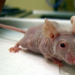 Kaneda "Messy Mouse" - Dub House [unsigned] WIP