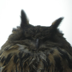 Eagle Owl, Bubo bubo