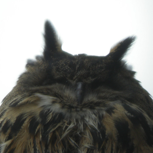 Eagle Owl, Bubo bubo