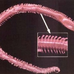 Damscray - Sandworm (Save Slaves remix)