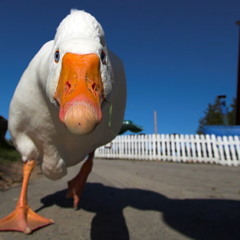 Jan Frensin - Quack Quac