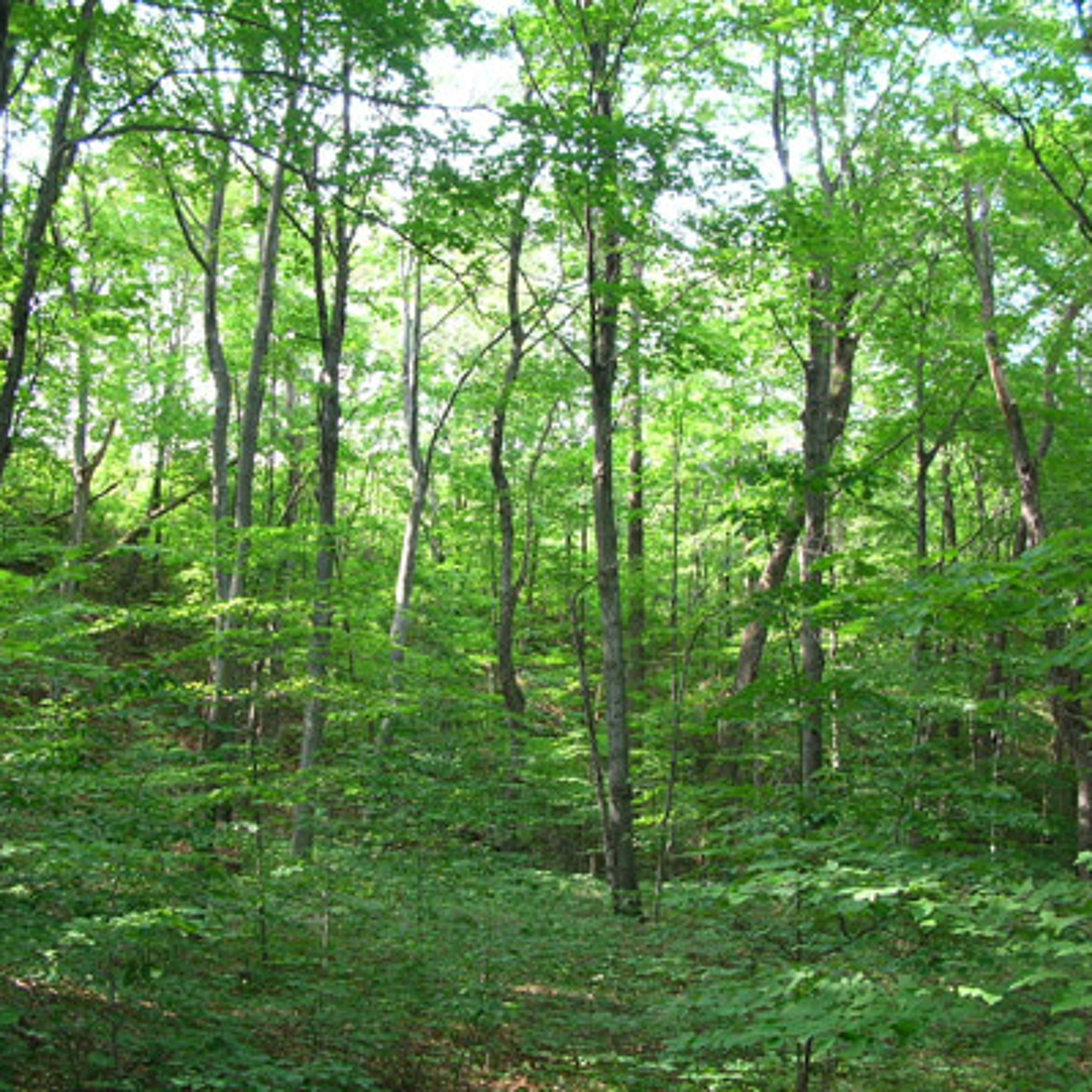 Forest episode artwork