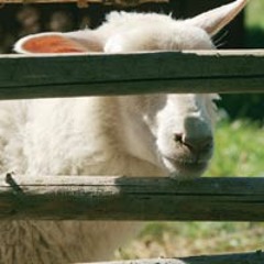 Eläin: Tyhjäntoimittaja korkeassa asemassa