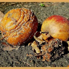 FALLOBZT feat.Orez Junk & Smash(Fallobzt Beat)