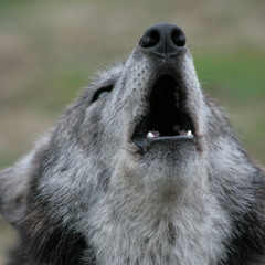 Wolves Howling