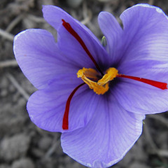 Love Freedom Reality