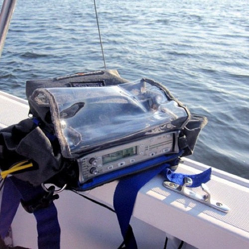 Hydrophone Recordings of Dolphins, Shrimp Feeding, and Hypostomus Plecostomus Fish