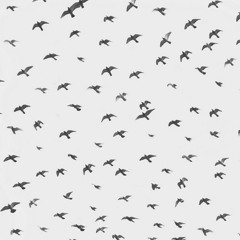 robert v | part 1 : (the birds) [PREVIEW]