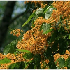 မန္းေတာင္ရိပ္ခို (သို႔) ျမနႏၵာ