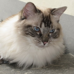 Lay Lady Lay - Bob Dylan Cover