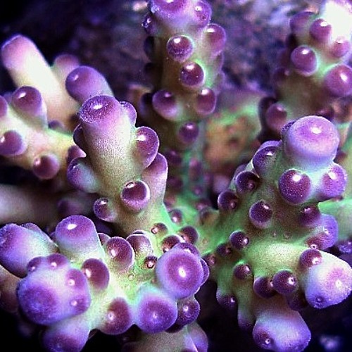 Corallium   Enjoy!!!