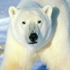 Big Polar Bear