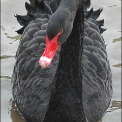 Hardcore Wednesdays - Black Swans (Live Rec)