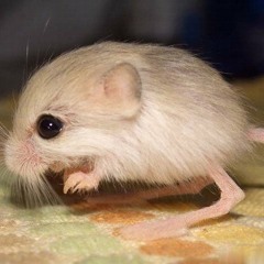Syntax Erik - Jerboa (Blues Mouse Edit)