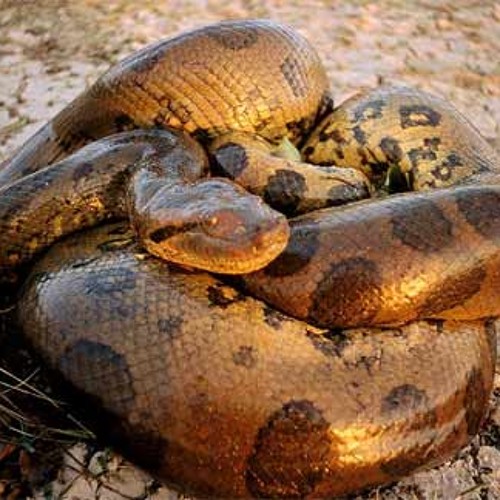 Anaconda, tor even terror, sheepy and postal