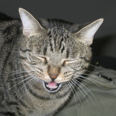 When Cats Take Over The World