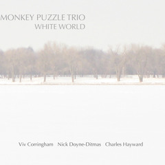 Monkey Puzzle Trio - Araucaria Araucana