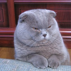 Roy And The Fishermen - Cats On The Meadows (Shoulderboy remix)