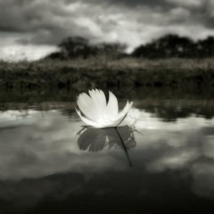 The Shadow Project - Voices