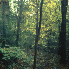 Anna Otto-Forest