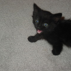 01 STEVE'S 4MEELA MIX