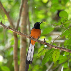 เพลงบินหลาคืนรัง