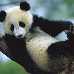 "Sino?" Acoustic Backing Track