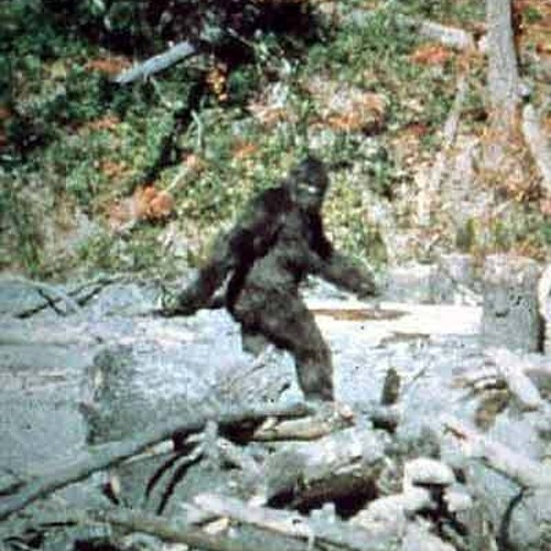 D2 - BIGFOOT