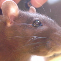 Happy rats live fast and die young