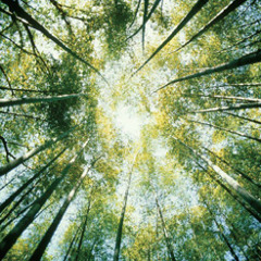 Verdant (ft. Golden Ego)