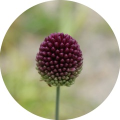 Monsoon Season - Pollen