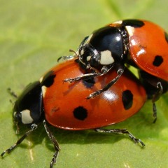 Juzz - Mixtape 001(Promo use only)