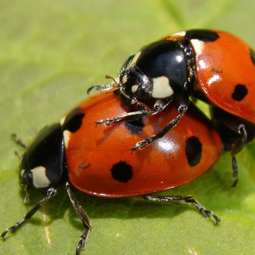 Juzz - Mixtape 001(Promo use only)