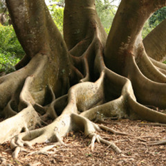 Polln - Dub From The Roots