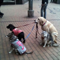 Cyanide Breath Mint (Beck Cover)