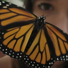 Monarch