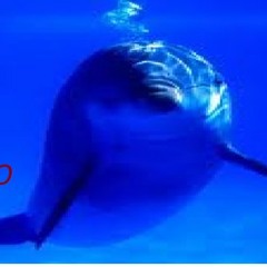 havana loca bass klaph