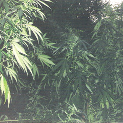 U-Man - The Original