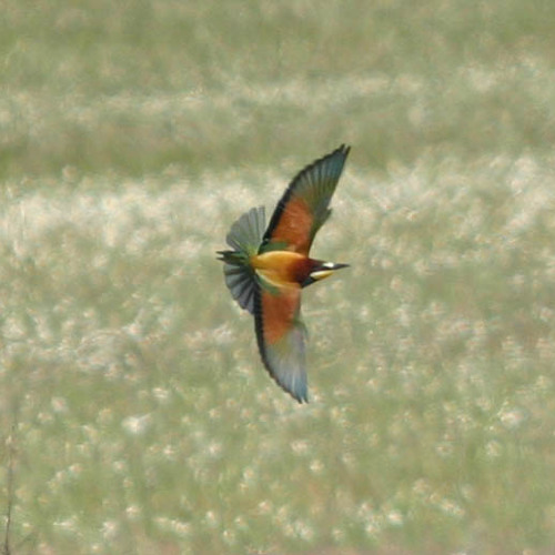 Εναλλακτική μουσική για σούπερ μάρκετ με υποσυνείδητα μηνύματα, που ακούγεται από ηχεία κρυμμ...