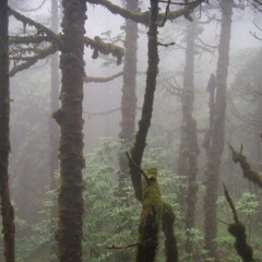Je vais manger des bananes