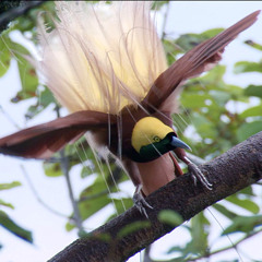 mozart hornkonzert d-dur