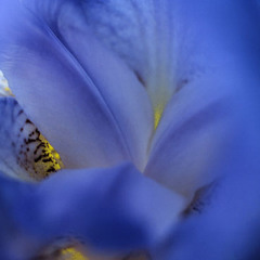 georg friedrich wagenseil concerto for trombone