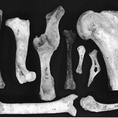 One Shot (BONES REMIX)