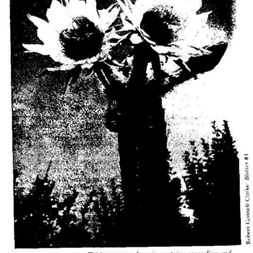 The Four Winds