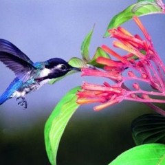 kolibri