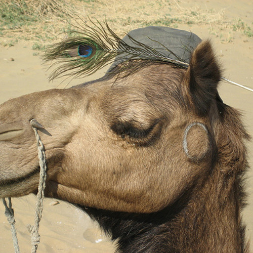 Camel Eyelids Video