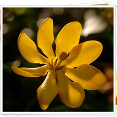 ชีพชนก ศรียามาตย์ - 02 - เจ้าหญิงแห่งดอกไม้