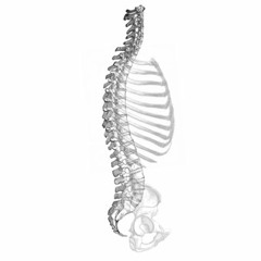 Saphir - Spine Fracture